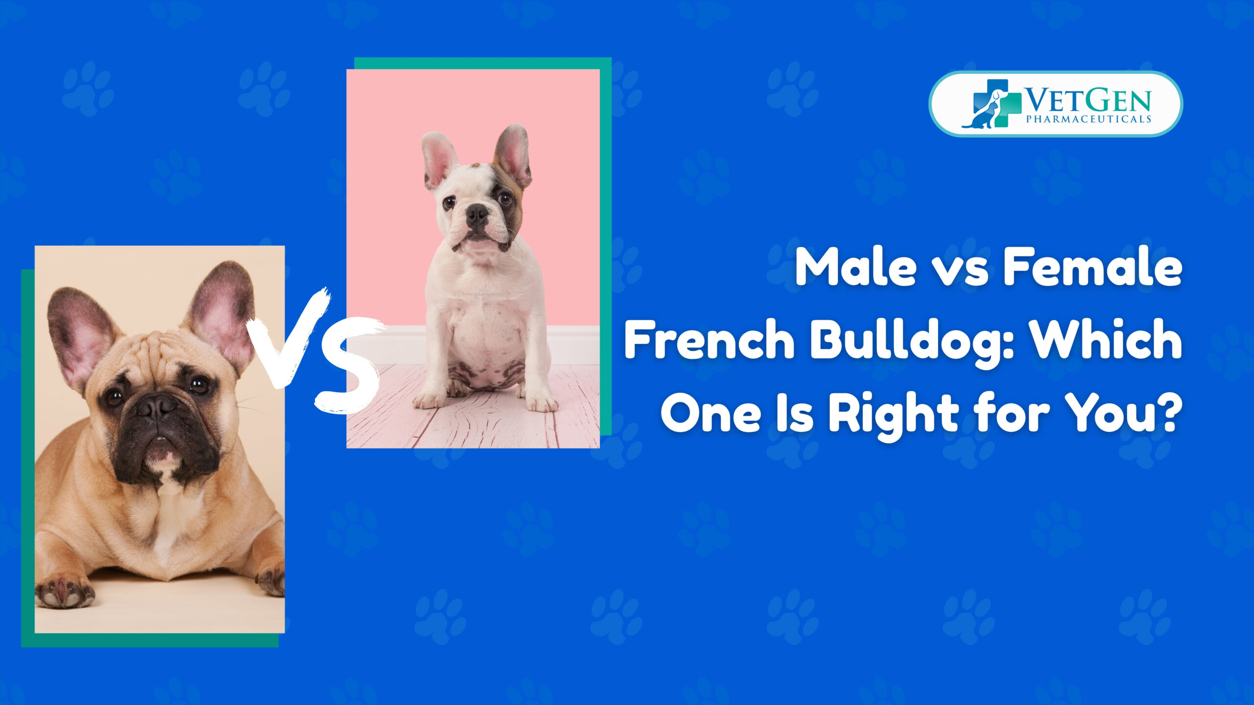 Male vs Female French Bulldog Which One Is Right for You